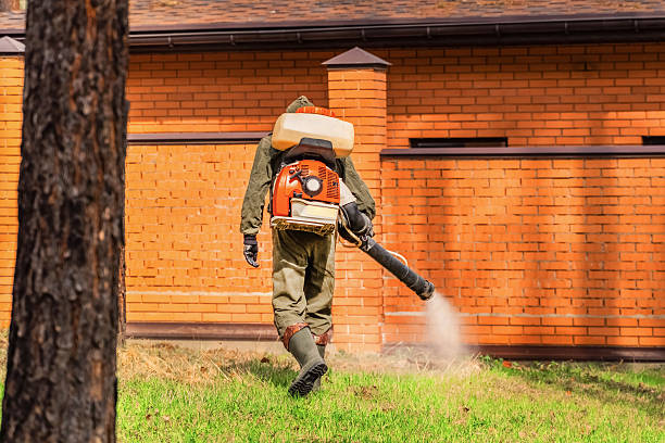 Trusted Ant Control service in Piney, AR - Nex Pest Control